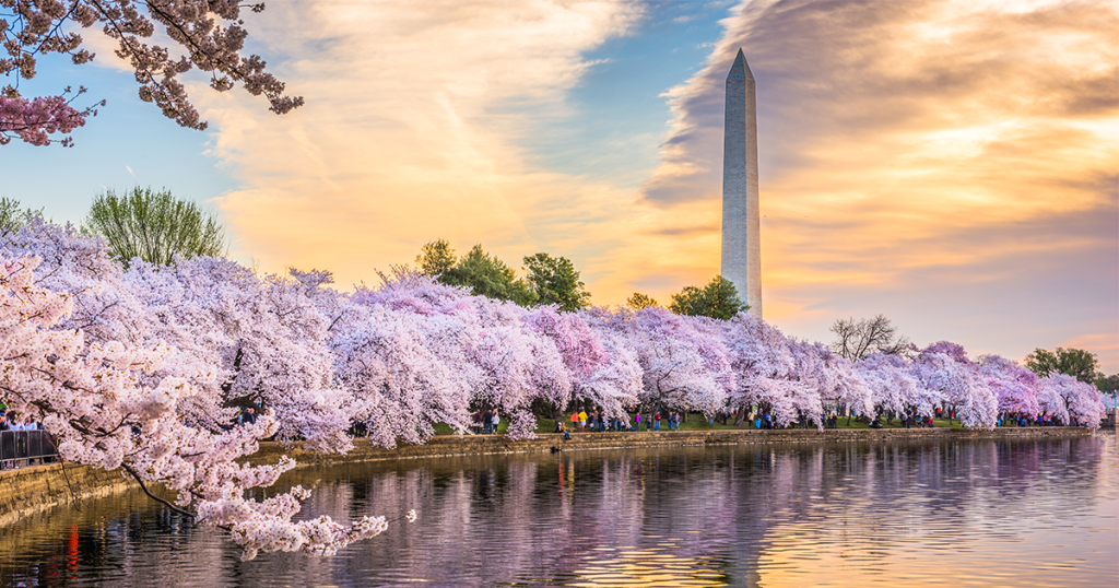 Tidal basin sakura